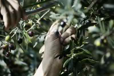 Olive harvest in December