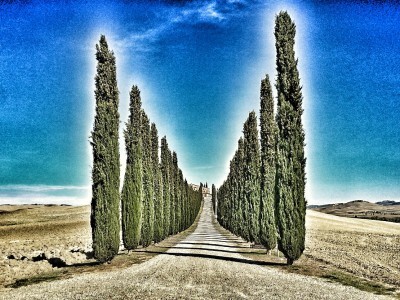 Cypress trees in Val d'Orcia