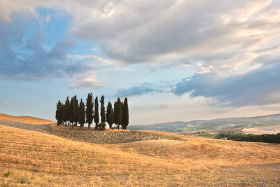 Cypress trees in Val D'Orcia